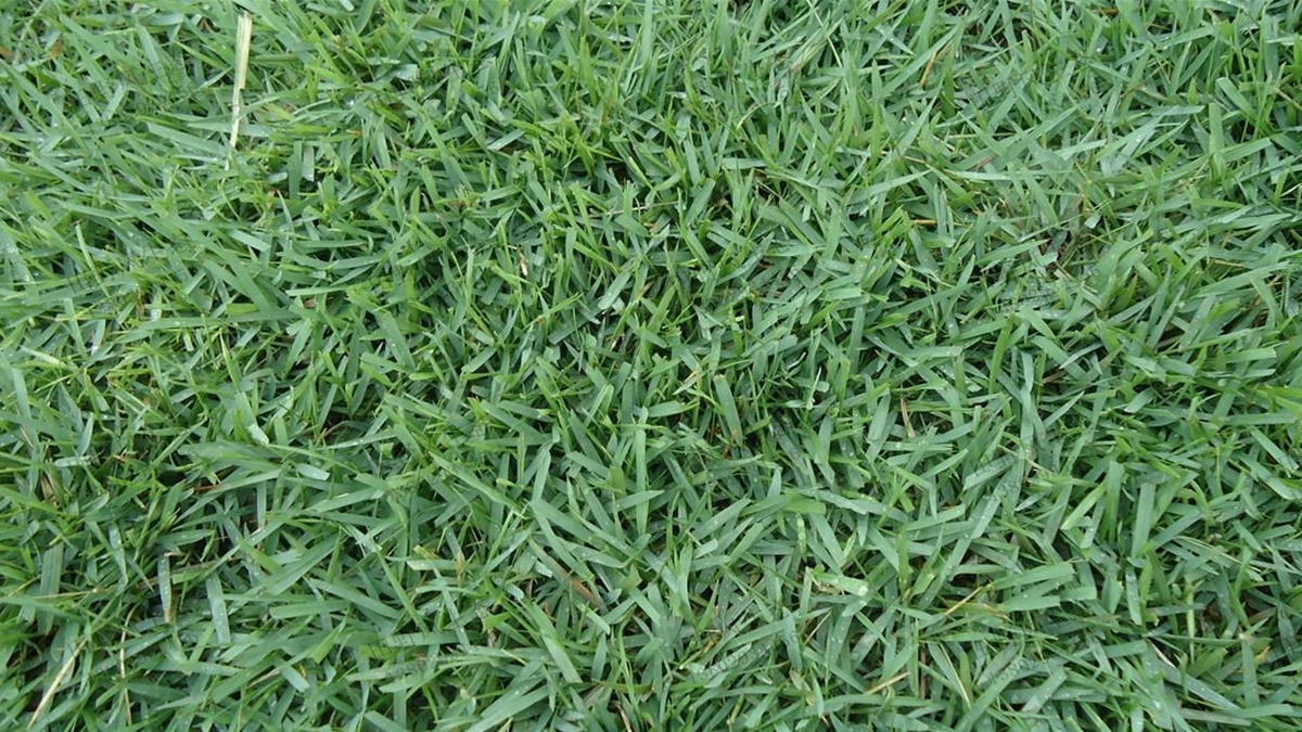 中華結(jié)縷草種植效果 中華結(jié)縷草種植效果