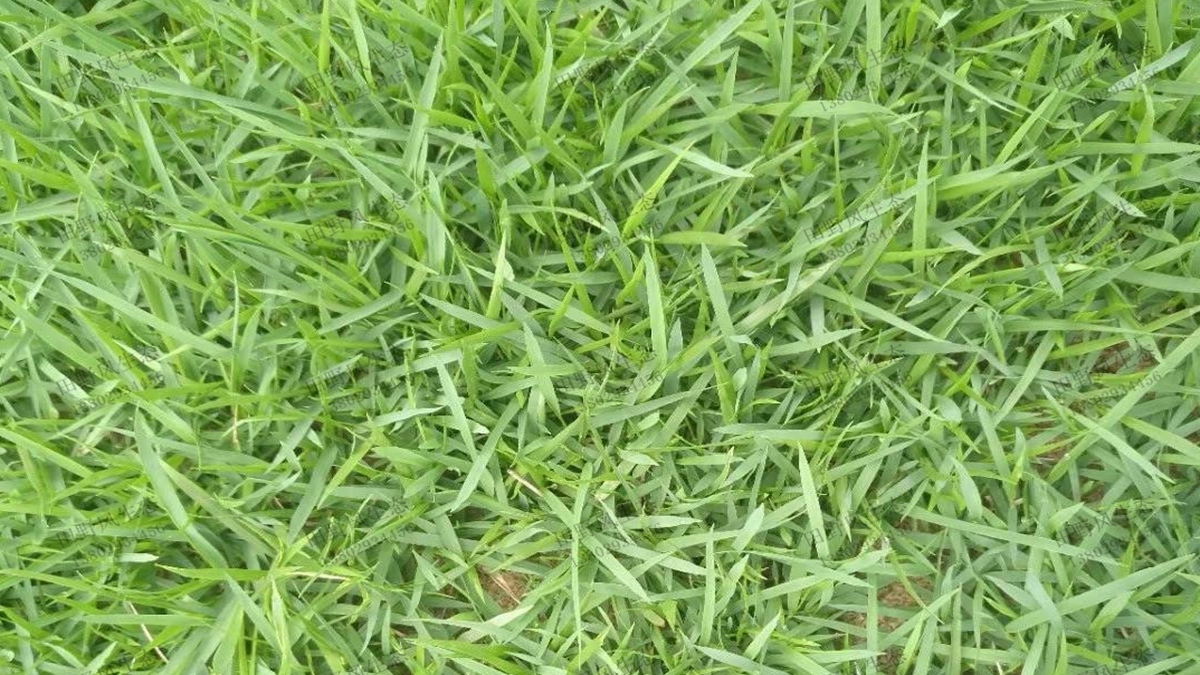 中華結(jié)縷草種植效果 中華結(jié)縷草種植效果