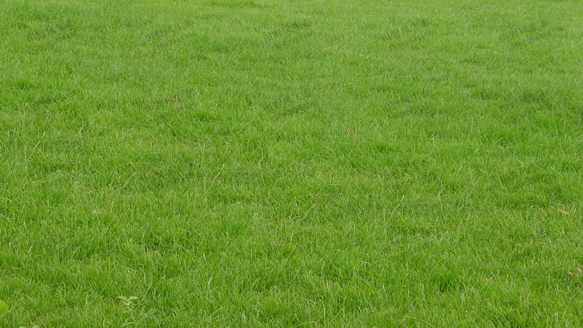 草坪草種混播 草坪草種混播