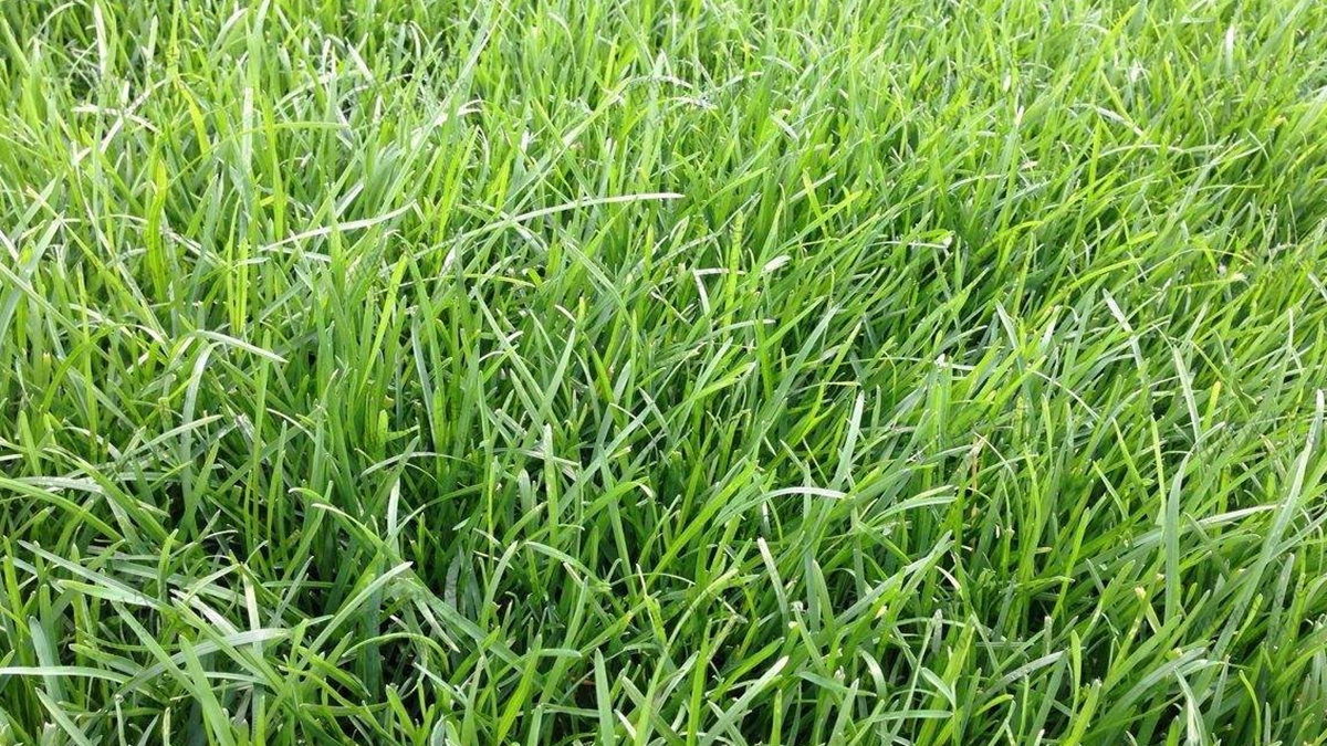 草坪草種混播 草坪草種混播