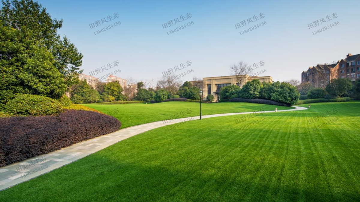 草坪草種種植技術 草坪草種種植技術