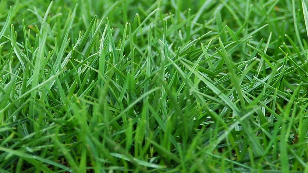 草坪草種天堂草 草坪草種天堂草