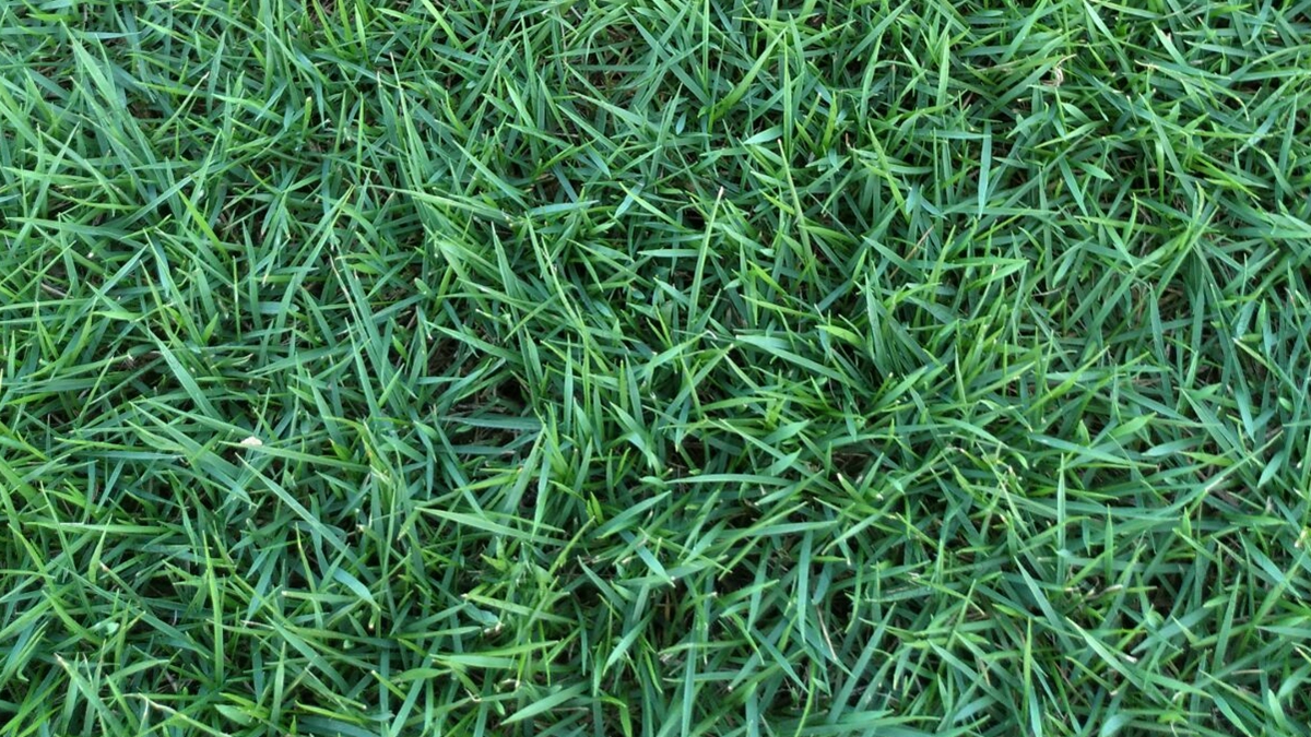 草坪草種馬尼拉 草坪草種馬尼拉