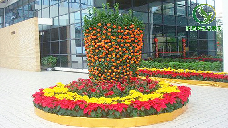 年桔購買,廣州哪里年花便宜 年桔購買,廣州哪里年花便宜