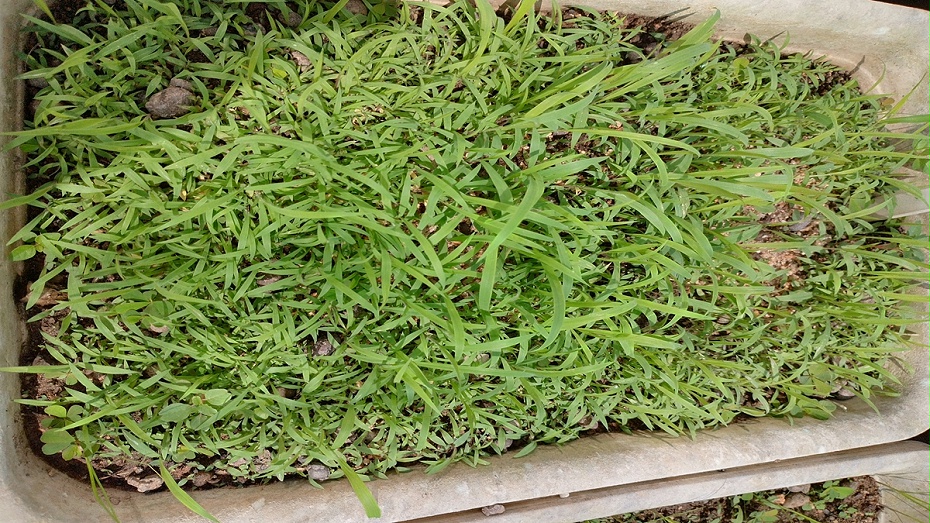 草坪種子 草坪種子