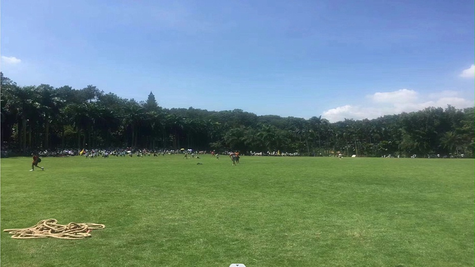 草坪種子 草坪種子