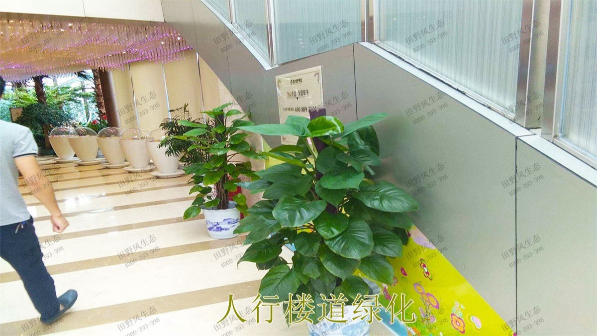 廣東省人民醫(yī)院綠植租擺合作案例展示 廣東省人民醫(yī)院綠植租擺合作案例展示