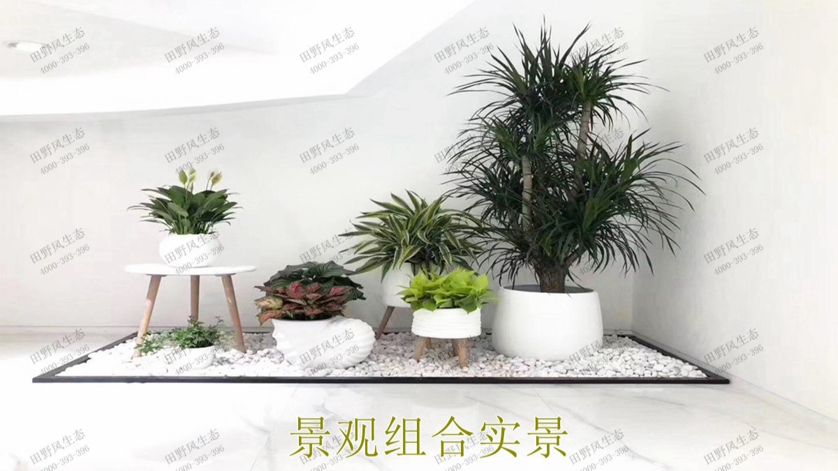 無(wú)限極綠植花卉景觀租賃案例展示 無(wú)限極綠植花卉景觀租賃案例展示