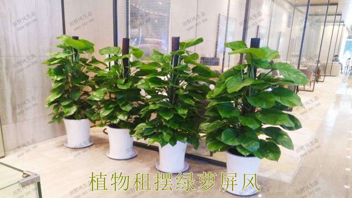 廣州市懷仁堂國醫(yī)植物花卉租擺合作 廣州市懷仁堂國醫(yī)植物花卉租擺合作