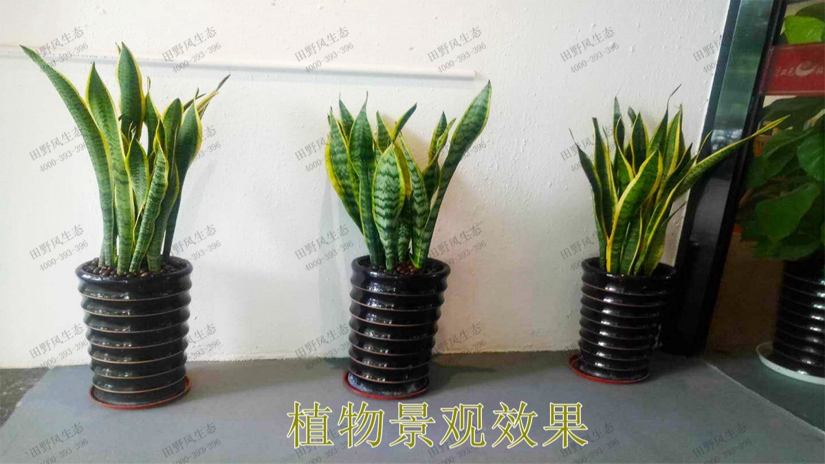 廣州市懷仁堂國醫(yī)植物花卉租擺合作 廣州市懷仁堂國醫(yī)植物花卉租擺合作