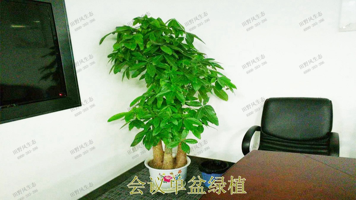 花卉植物租擺,廣東省交通運輸建設(shè)工程質(zhì)量檢測中心 花卉植物租擺,廣東省交通運輸建設(shè)工程質(zhì)量檢測中心