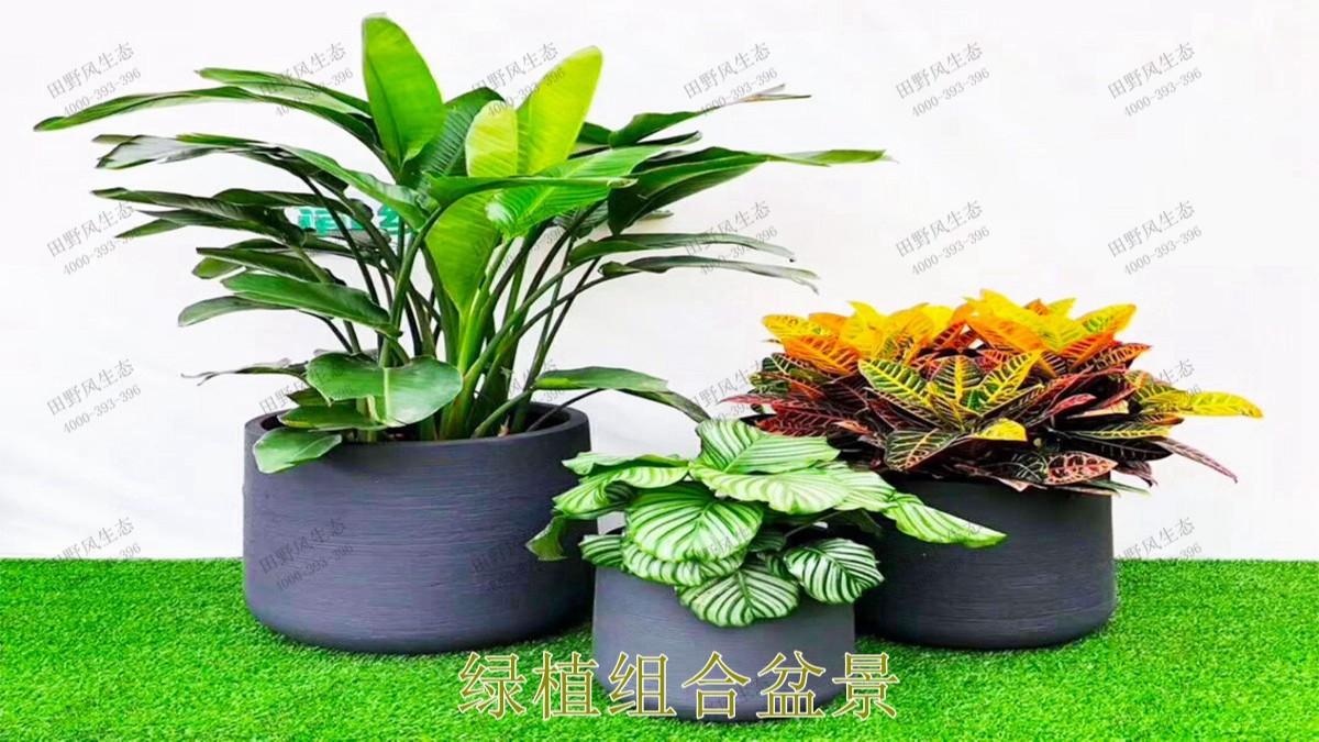 花卉植物租擺,廣東省交通運輸建設(shè)工程質(zhì)量檢測中心 花卉植物租擺,廣東省交通運輸建設(shè)工程質(zhì)量檢測中心