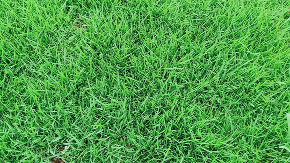 什么是混播草坪？什么草坪種子適合混播？