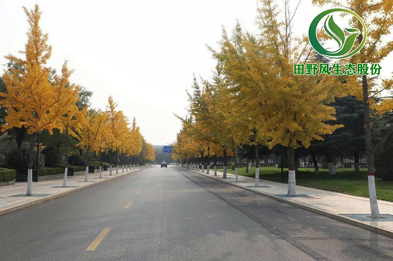 園林綠化，景觀綠化