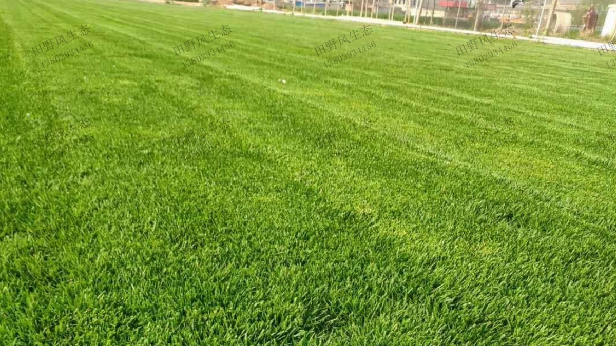 天堂草草坪 天堂草草坪