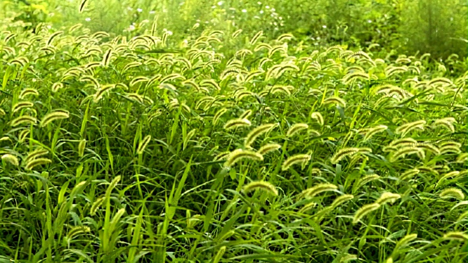 狗尾巴草種 狗尾巴草種