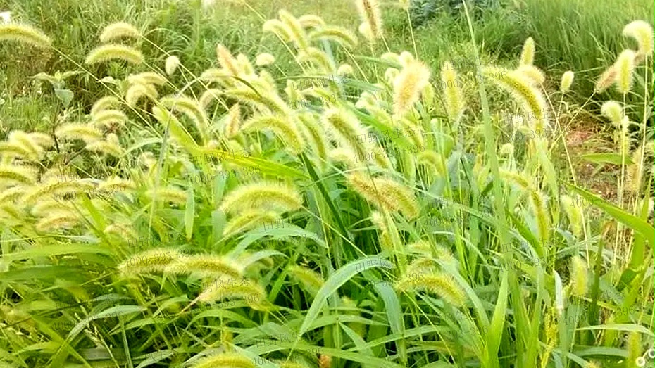 狗尾巴草種子 狗尾巴草種子