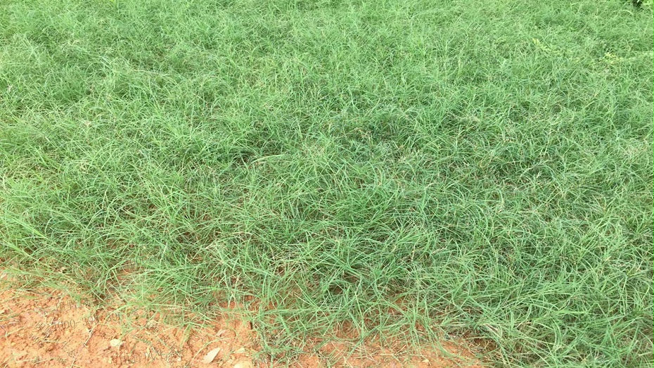 草坪種子 草坪種子