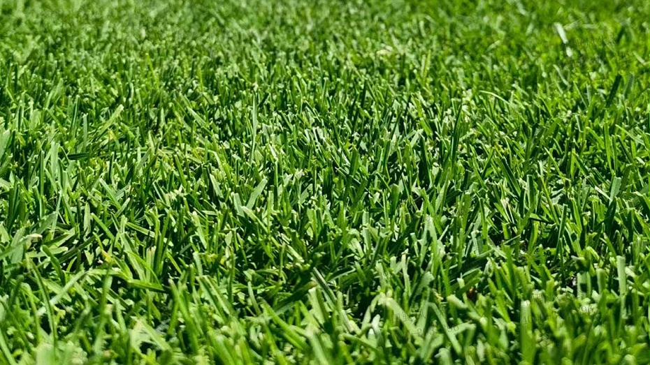 綠化草種子 綠化草種子