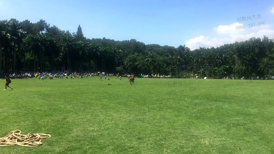 四季青草種子 四季青草種子