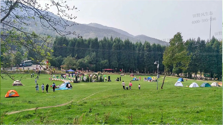 四季青草種 四季青草種