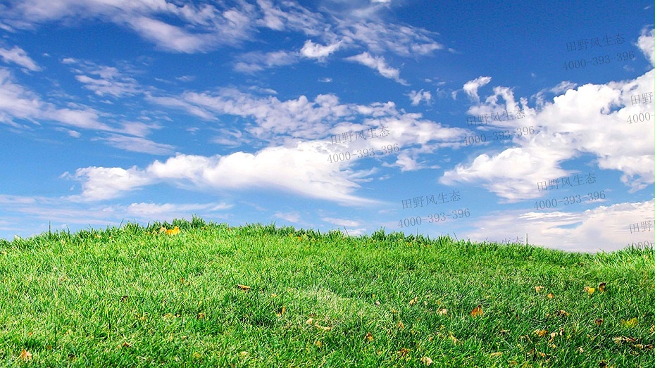 剪股穎草籽 剪股穎草籽