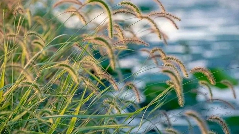 狗尾巴草 狗尾巴草