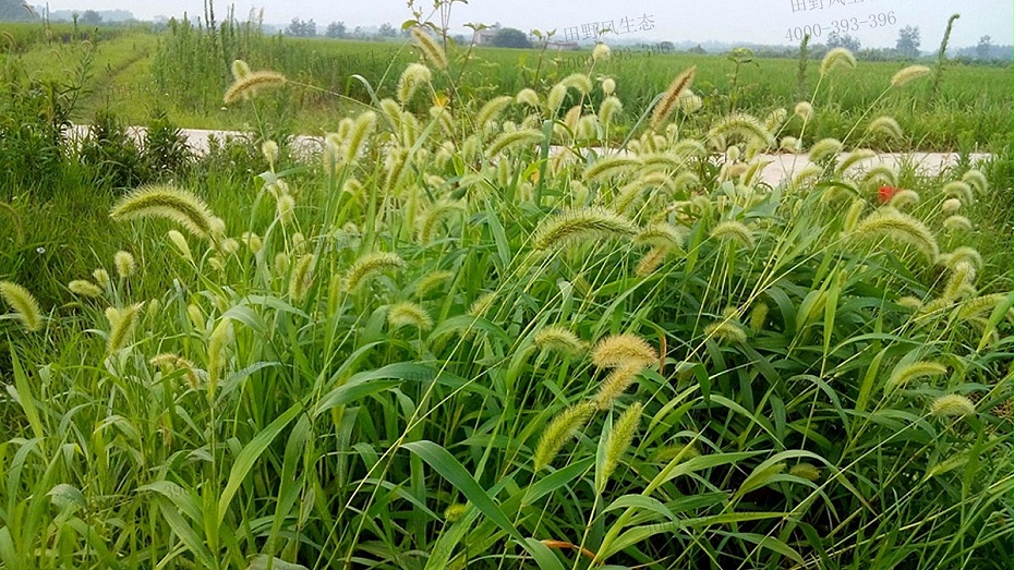 狗尾巴草籽 狗尾巴草籽