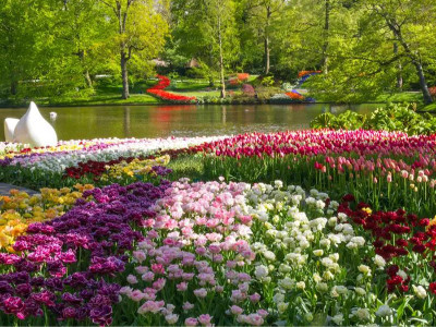 花卉的主要繁殖方法是什么？