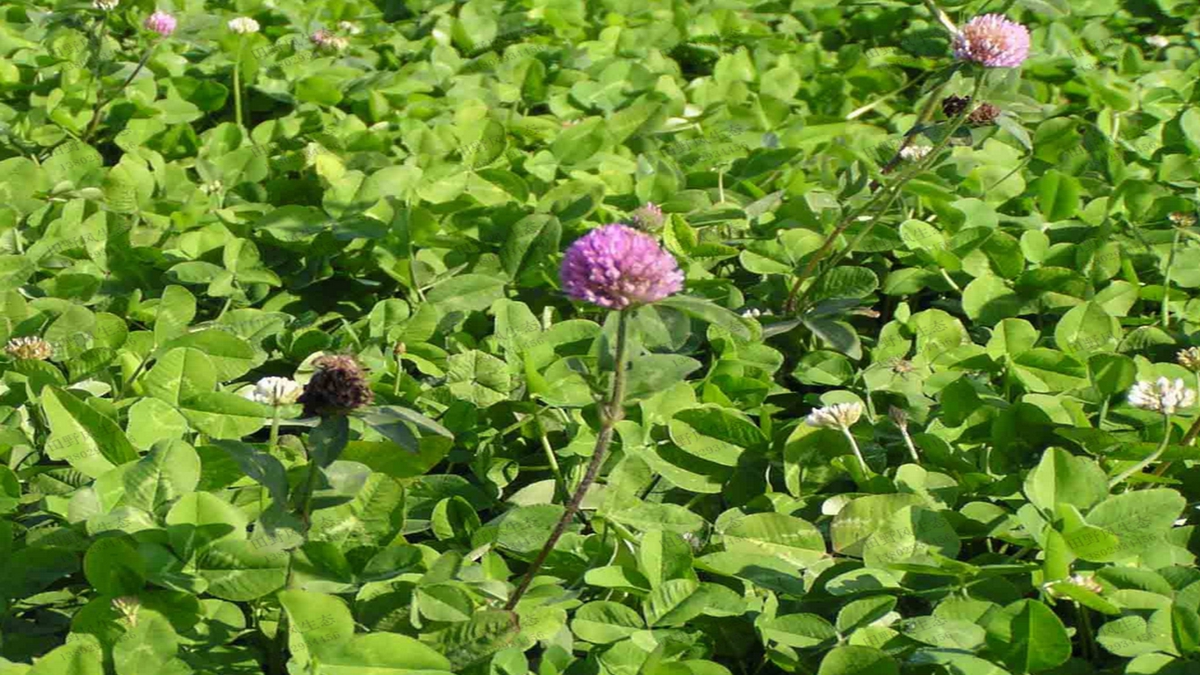 紅三葉草坪 紅三葉草坪
