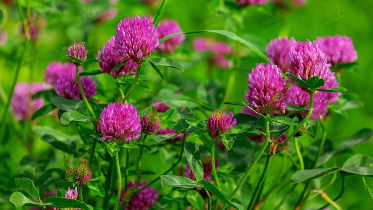 紅三葉草坪草種 紅三葉草坪草種
