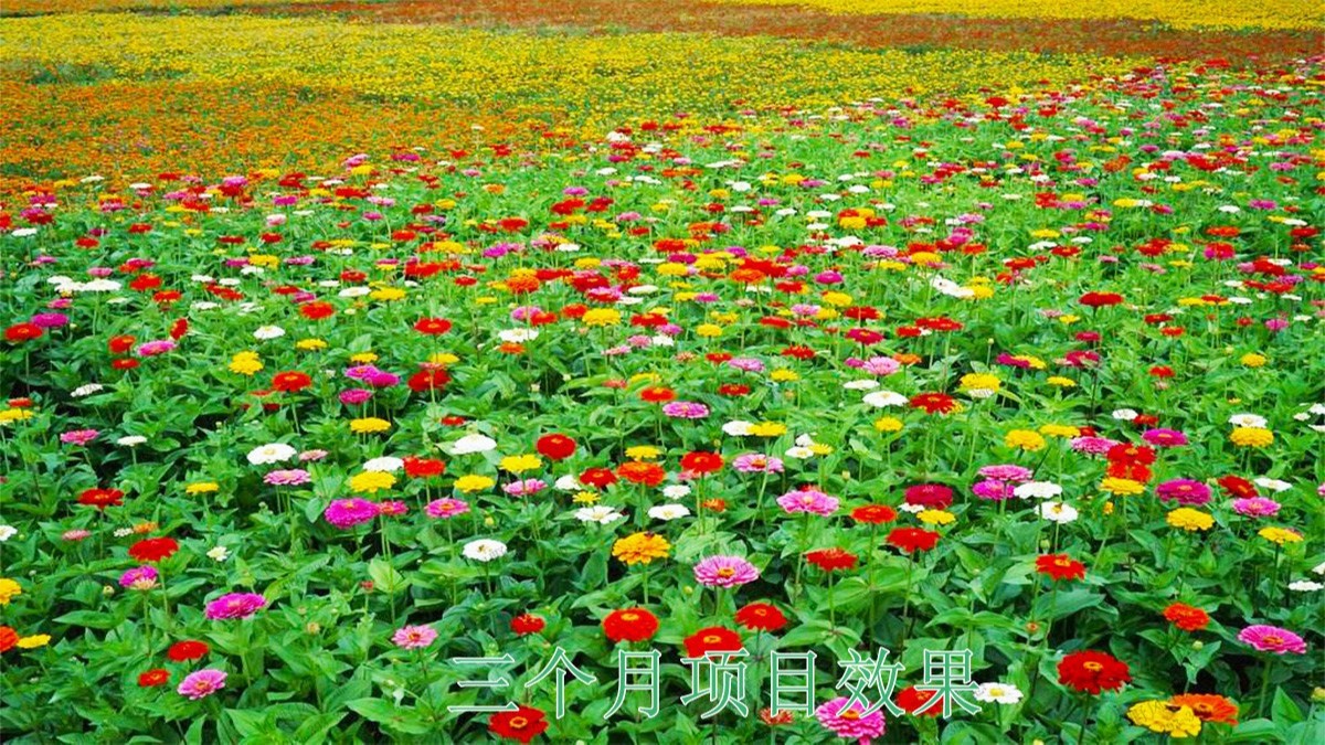 嶺南大地休閑生態(tài)綜合體項目 嶺南大地休閑生態(tài)綜合體項目