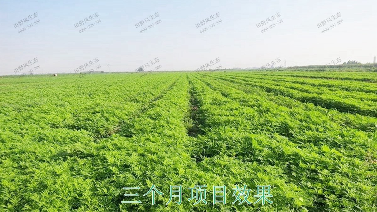 廣西五彩田園休閑農(nóng)業(yè)生態(tài)園 廣西五彩田園休閑農(nóng)業(yè)生態(tài)園