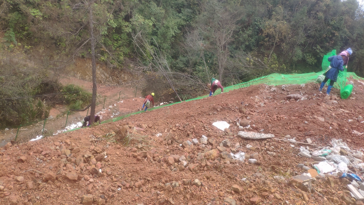 邊坡復綠 邊坡復綠