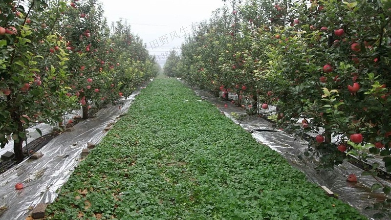 果園種植草種子 果園種植草種子