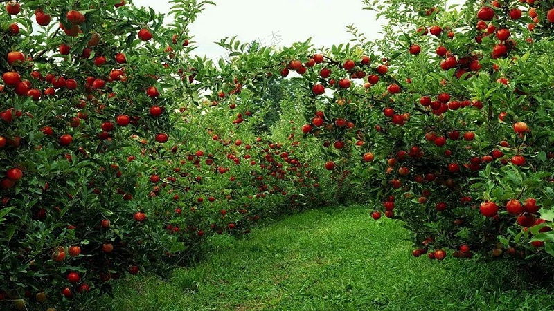 果園種植草種子 果園種植草種子