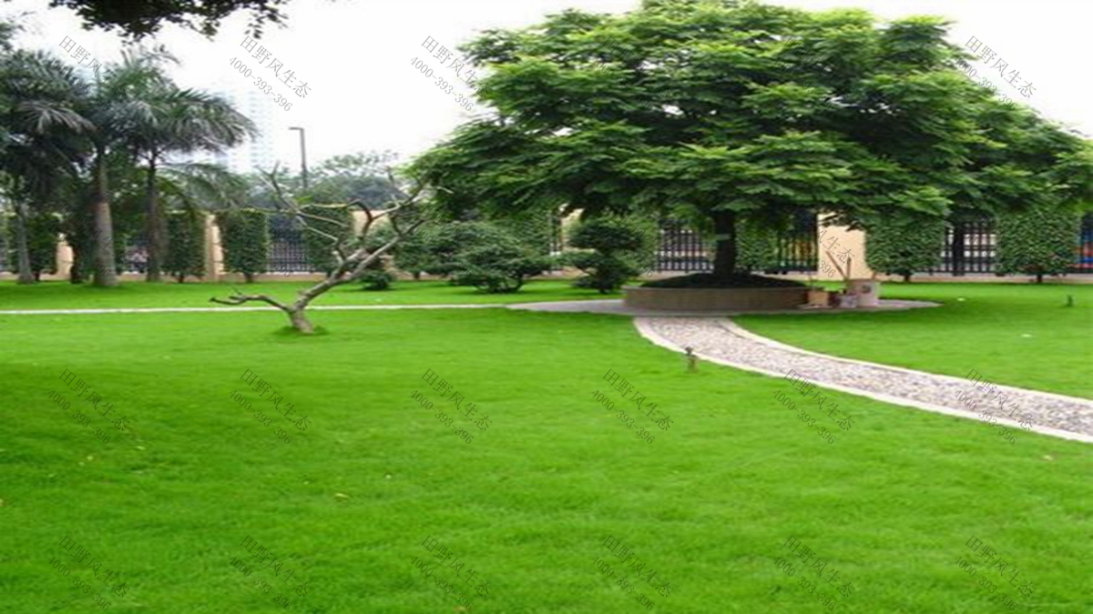 北方草坪種植什么草