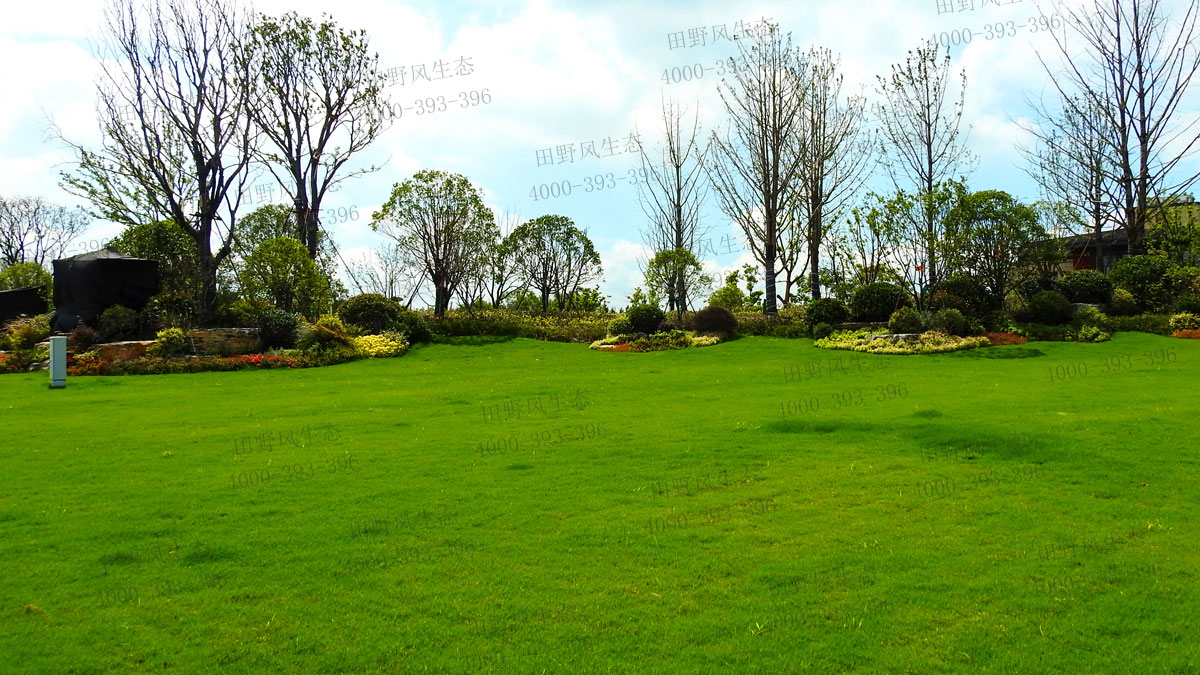 百慕大草籽 百慕大草籽