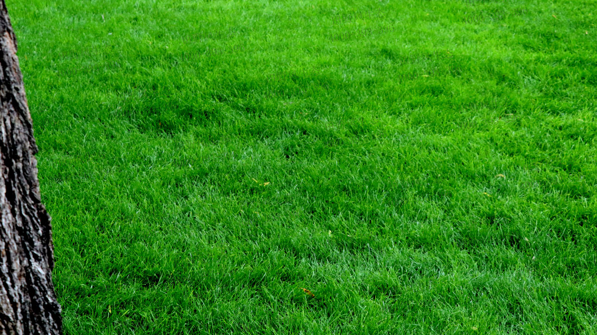 百慕大草籽 百慕大草籽