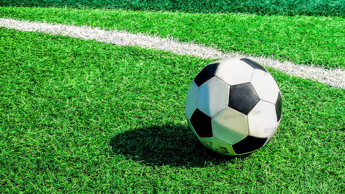 百慕大草籽 百慕大草籽