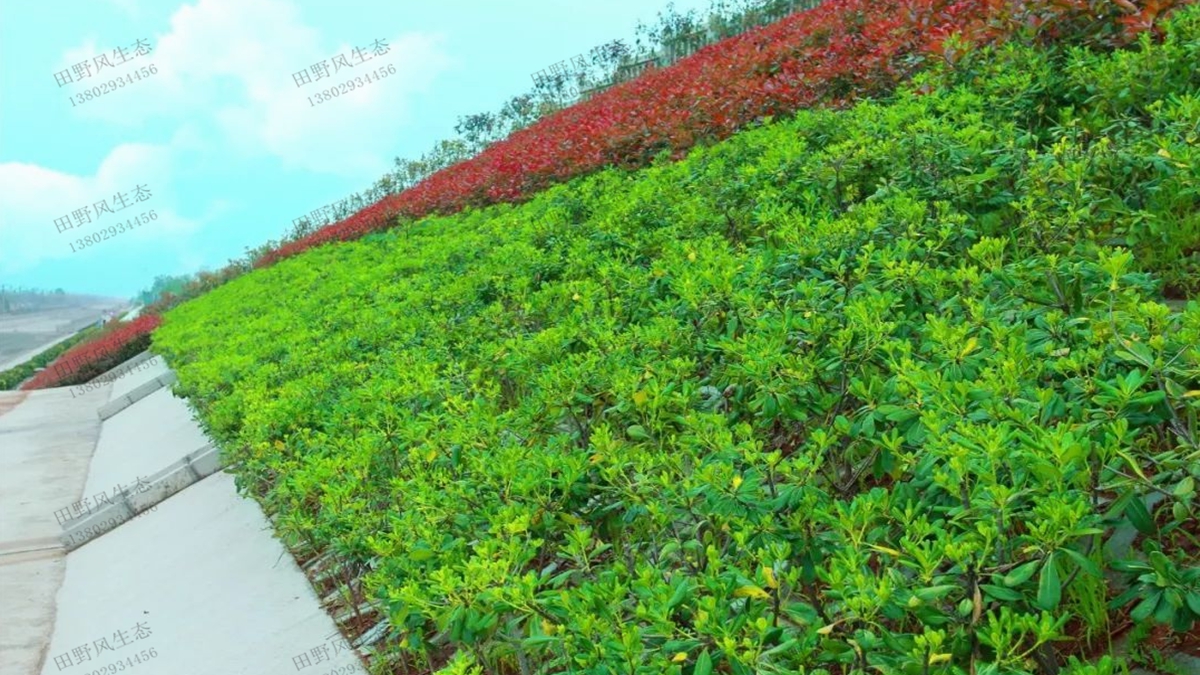 邊坡綠化 邊坡綠化
