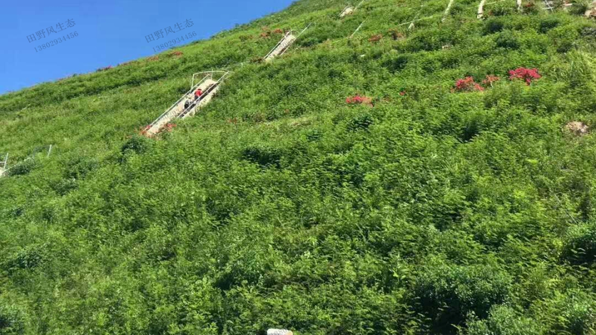 邊坡綠化 邊坡綠化