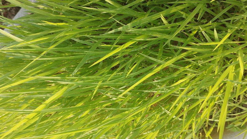 糖蜜草種子 糖蜜草種子