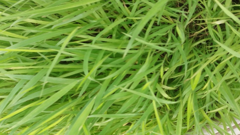 糖蜜草種子 糖蜜草種子