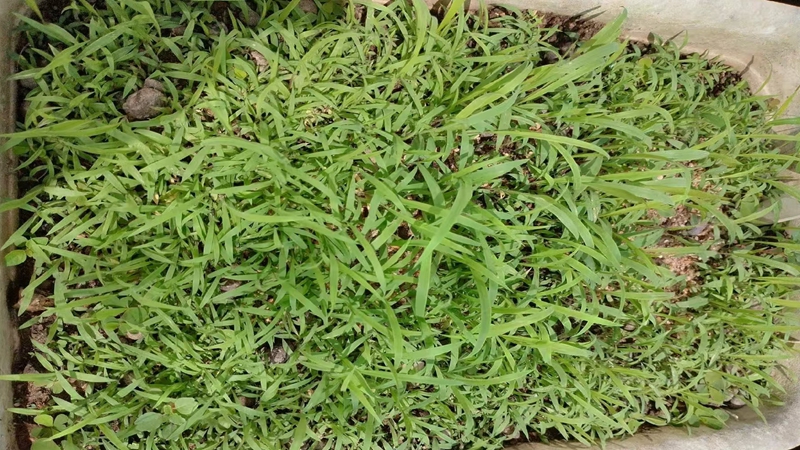 糖蜜草種子 糖蜜草種子