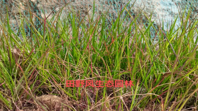 糖蜜草種子 糖蜜草種子