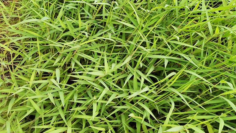 糖蜜草種子 糖蜜草種子