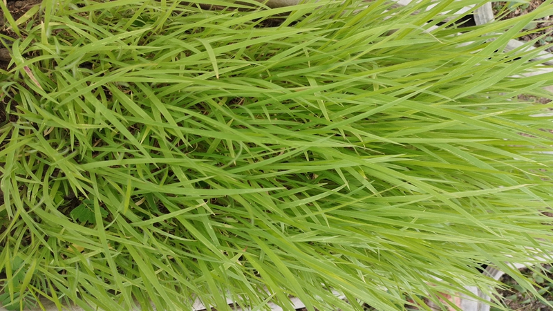 糖蜜草種子 糖蜜草種子