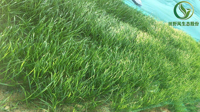 護(hù)坡綠化,養(yǎng)殖場復(fù)綠 護(hù)坡綠化,養(yǎng)殖場復(fù)綠