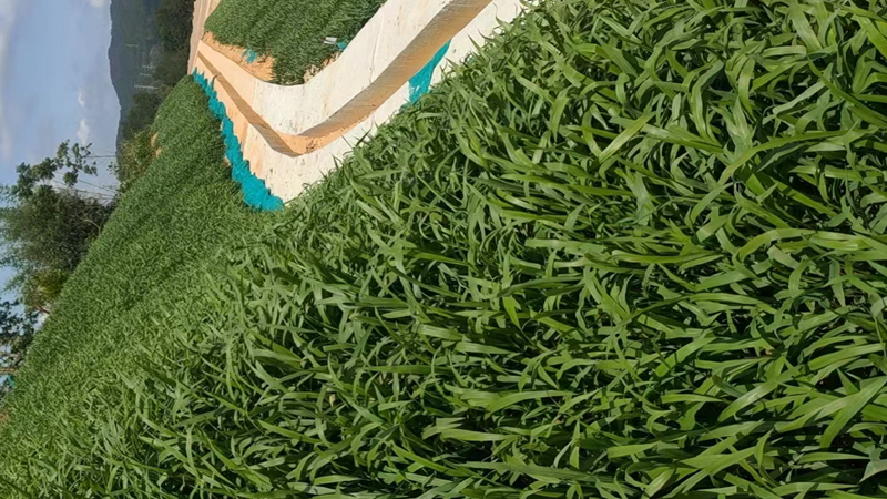 寬葉草批發(fā) 寬葉草批發(fā)